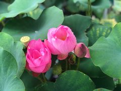 -龙环葡韵住宅式博物馆