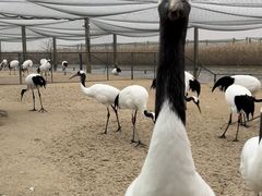-盐城丹顶鹤湿地生态旅游区