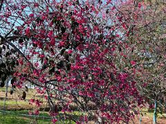 -天适樱花悠乐园