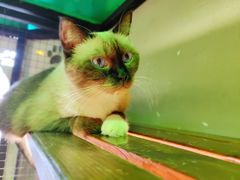 -猫咪博物馆(顶澳仔猫街店)