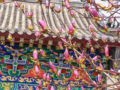 -护国法轮寺