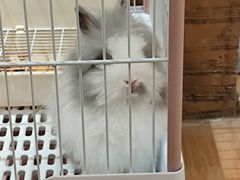 -猫猫幼稚园·撸猫·桌游·电玩
