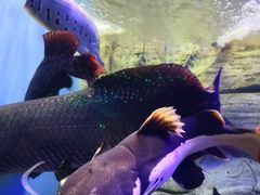 -芜湖新华联大白鲸海洋公园