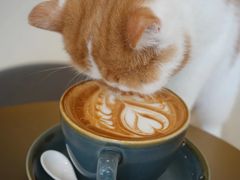 -飞行喵MR PILOT|猫舍·猫咖(静安大融城店)