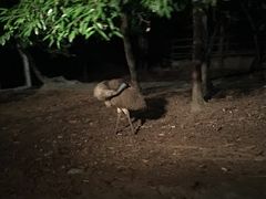 -清迈夜间动物园