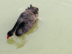 -池杉湖湿地公园