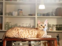 -Cappucimeow猫咪咖啡馆(韦伯时代店)
