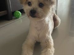 -瑞派先诺宠物医院•猫专科•普外科•中兽医(佛山院)
