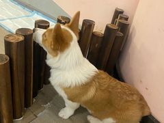 -浣熊柯尔鸭土拨鼠·电玩咖