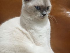 -藏猫猫咖啡主题馆(中央大道店)