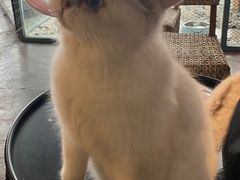 -喵屿·大理花园猫咖