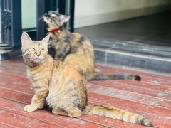 -EATALIA意塔利意式餐厅(鼓楼店)