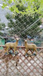 -萌宠亲子动物乐园(槐房万达店)