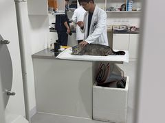 -喜多萌中农锦绣动物医院24H·猫科·牙科MRI·CT