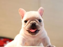 -翊宠yipet猫狗购宠庄园犬舍•猫舍