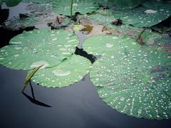 -荷塘月色湿地公园·向阳花洲