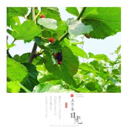 -太湖雪蚕桑文化园