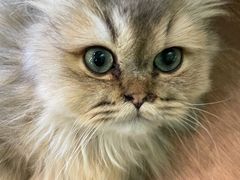 -柯斗斗主题餐厅·狗咖·围炉煮茶·茶饮(国瑞升平里店)