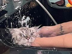 -猫宠乐园·专业洗护