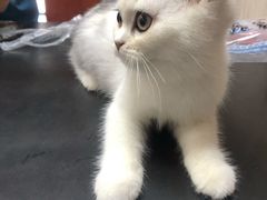 -安安宠医宠物医院·异宠·犬猫内科(岳阳分院)