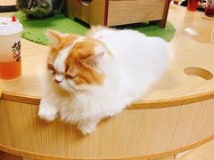 -猫和宫(六道口店)