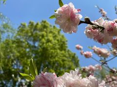 -南汇桃花村