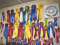 -柴犬高等学院·狗咖·柴犬售卖·宠物训练