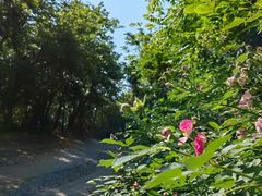 -紫金山山顶公园