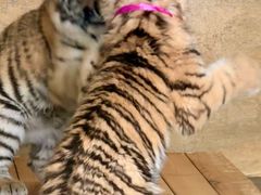 -大连森林动物园