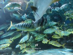-大连圣亚海洋世界