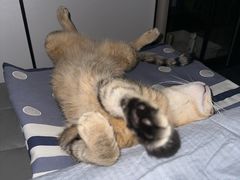 -萌兽医馆·宠物医院·猫骨科(创景店)