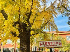 -三里屯东五街银杏大道
