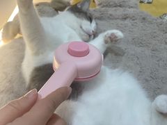-COLOR PETS 撸猫馆·购猫·猫咖(长风大悦城店)