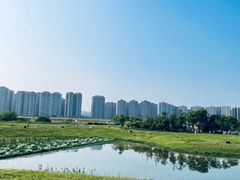 -洋湖国家湿地公园