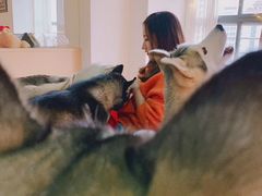 -Husky Go! 哈士奇体验馆·宠物咖啡厅狗咖