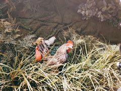 -俭寨大盘鸡·缸子肉·小公鸡·新疆菜(云通店)