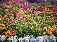 -崇明东平国家森林公园烧烤房车露营地