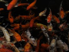 -龙悦湾酒家·八阵鱼生·渔人码头店