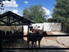 -青藏高原野生动物园