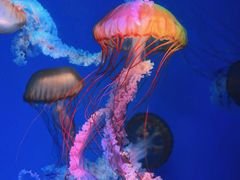 -海合安成都极地海洋公园