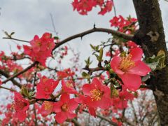 -重庆中央公园(渝北区)