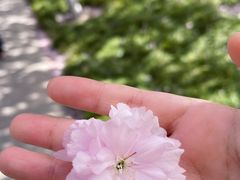 -高东镇樱花园