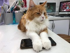 -喵园·猫主题咖啡厅·撸猫·猫咖(国贸店)