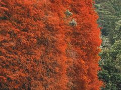 -深圳仙湖植物园
