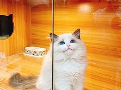 -猫十亿·布偶金渐层·曼基康矮脚猫舍(青年路店)