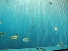-瑞德姆美人鱼海底演艺主题餐厅(亚龙湾店)