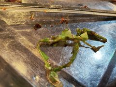 -巴依兄弟西域美食(机场店)