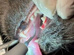 -瑞派旺宝宠物医院·犬猫全科综合·尿道专科(莲兴院)