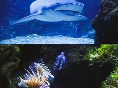 -南昌海洋公园