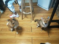 -柴犬高等学院·狗咖·柴犬售卖·宠物训练